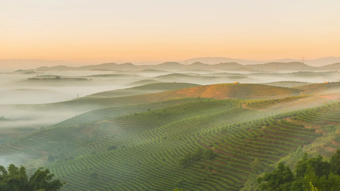 Pu-Erh Teas of Yunnan Province