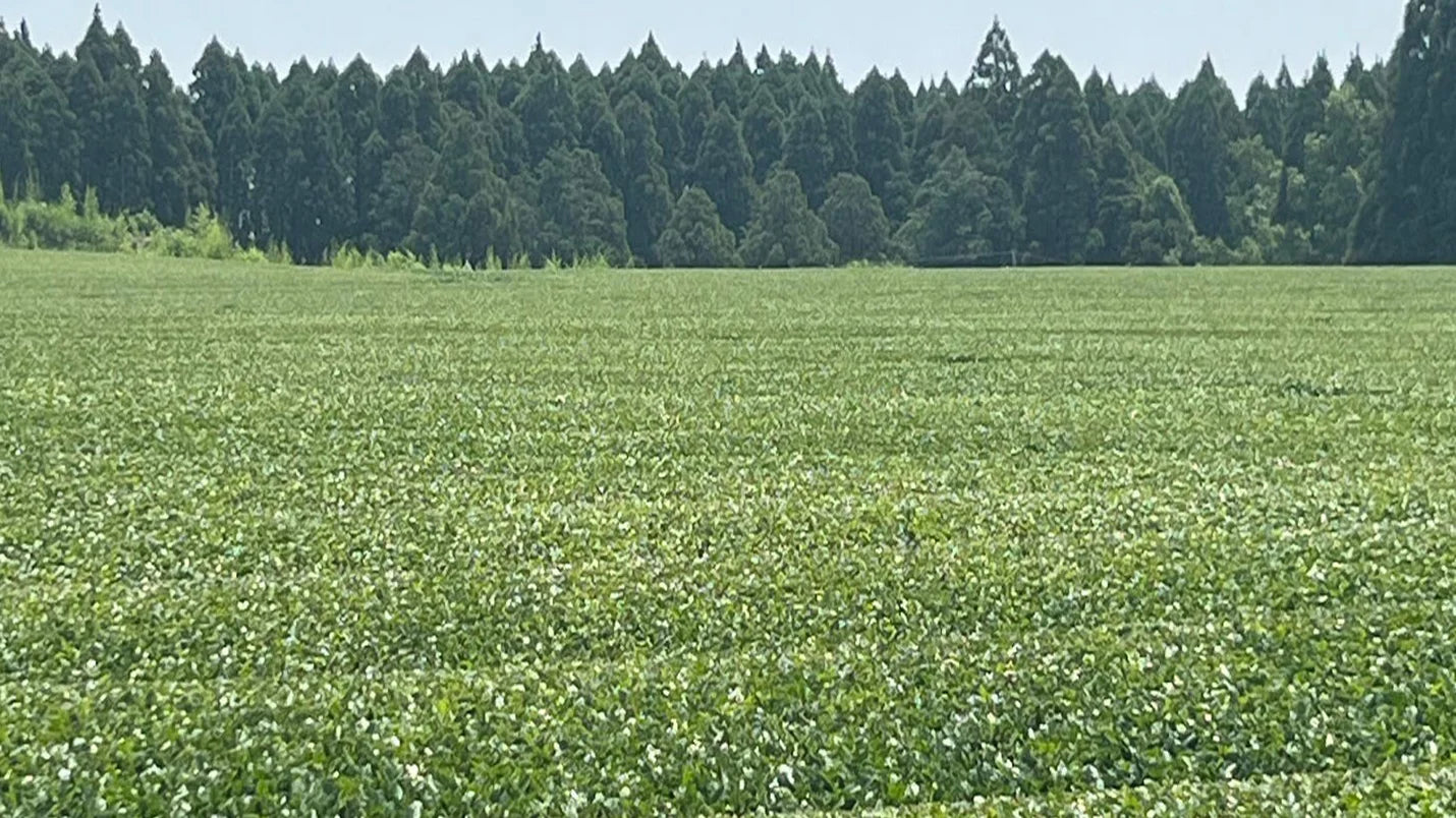Green Tea Flourishes in Sunny Kagoshima