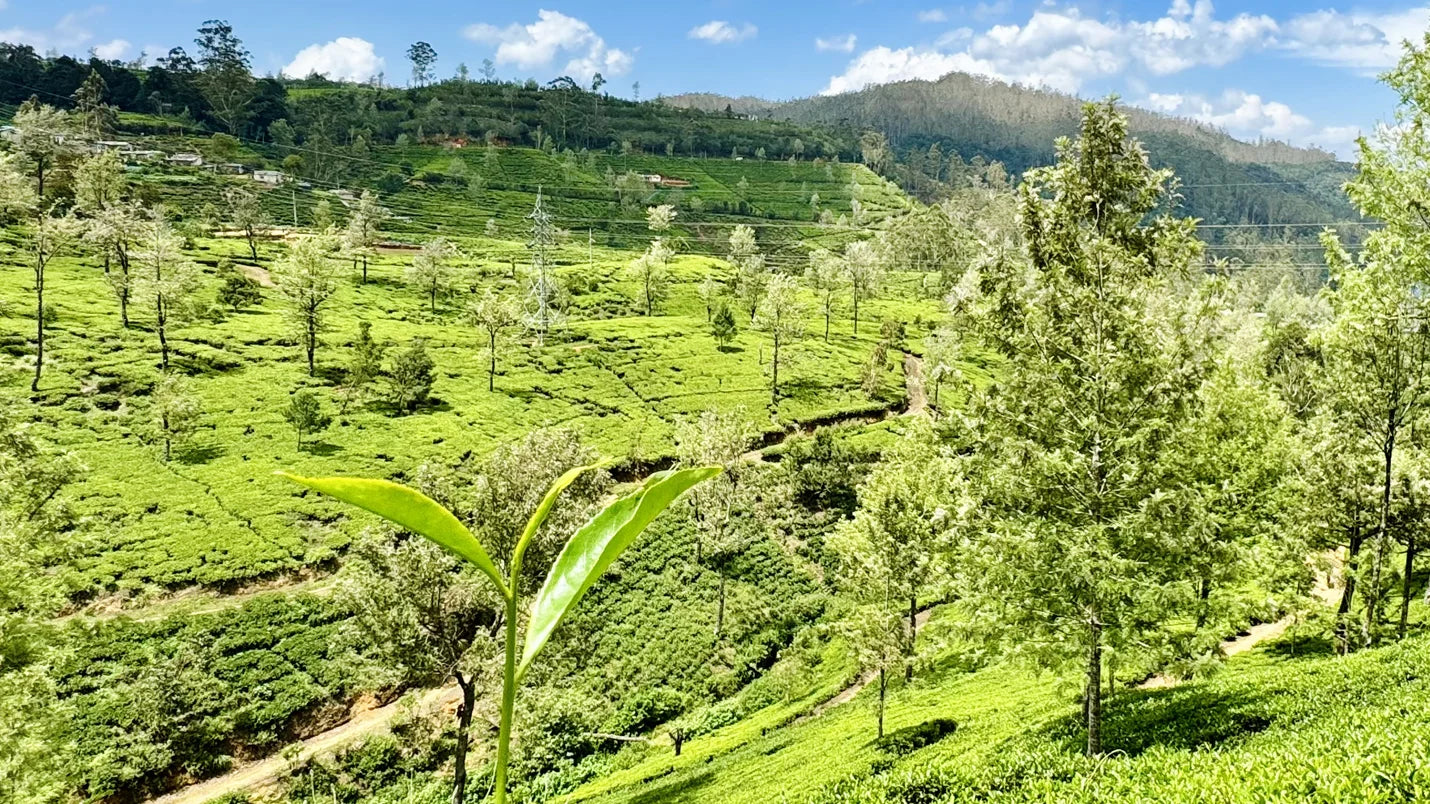 Green valley area