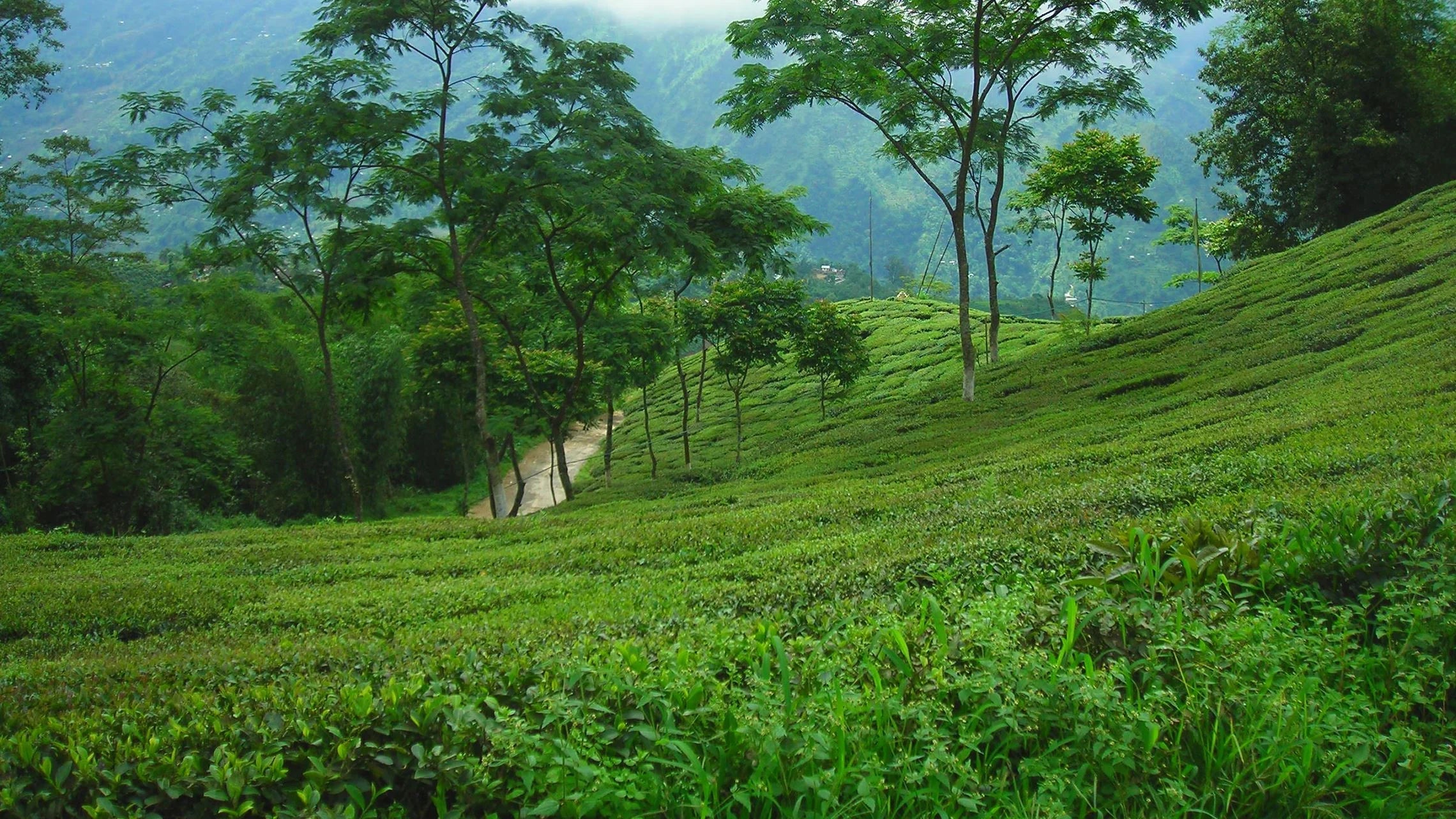 The Champagne of Teas – First Flush Darjeeling