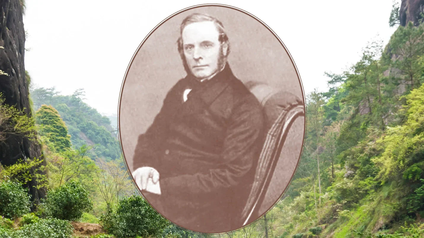 Fall 2021 Quarterly - Robert Fortune: The Botanical Explorer Who Changed the Tea World, Part II