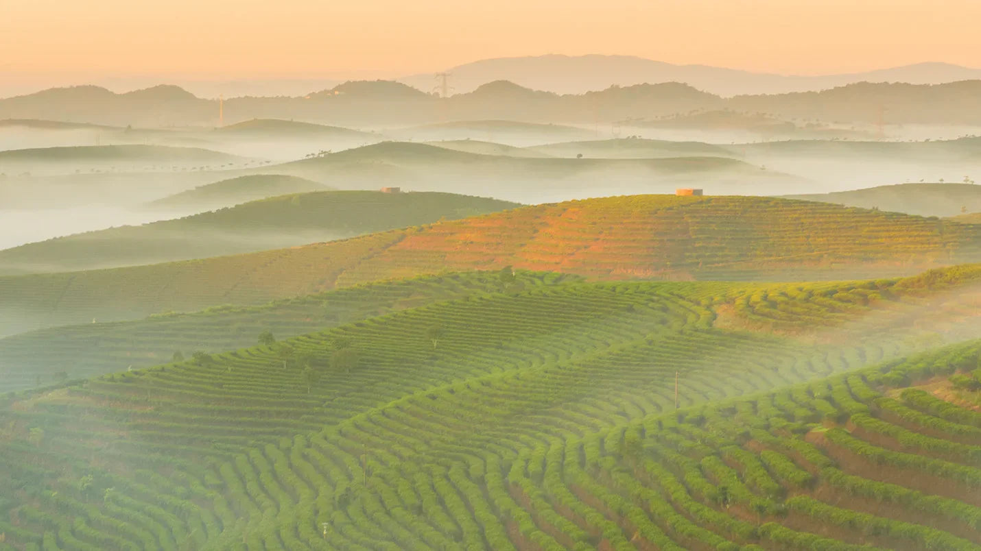Spring 2021 Quarterly - Pu-Erh Tea: Yunnan's Ancient Treasure