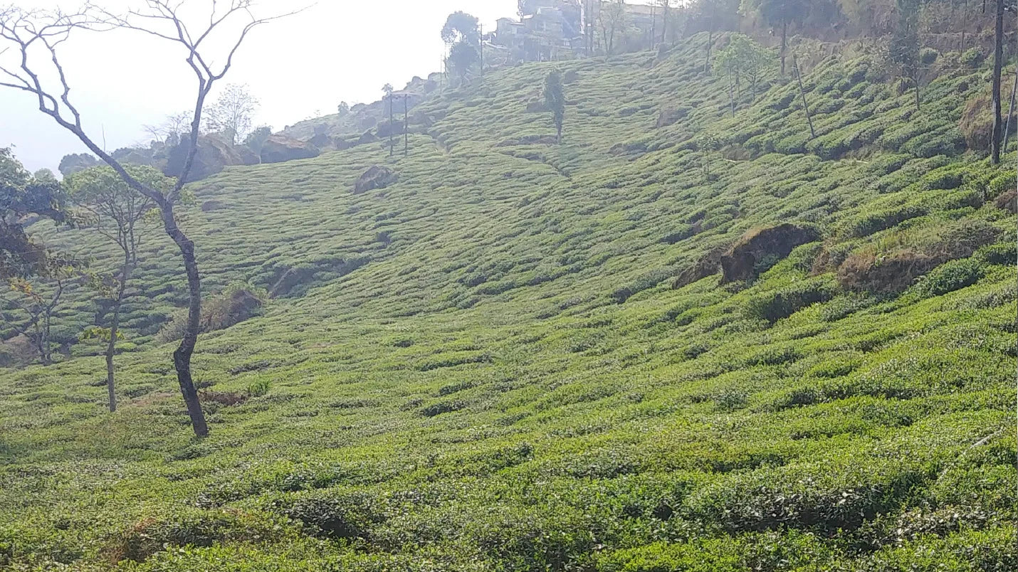 Summer 2020 Quarterly - Spring Harvest in Darjeeling