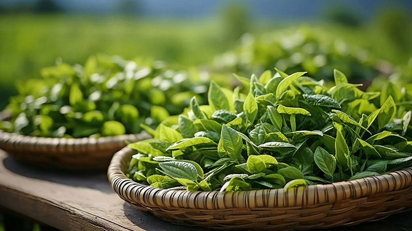 Is Tea Sustainable? Earth Day, 2026