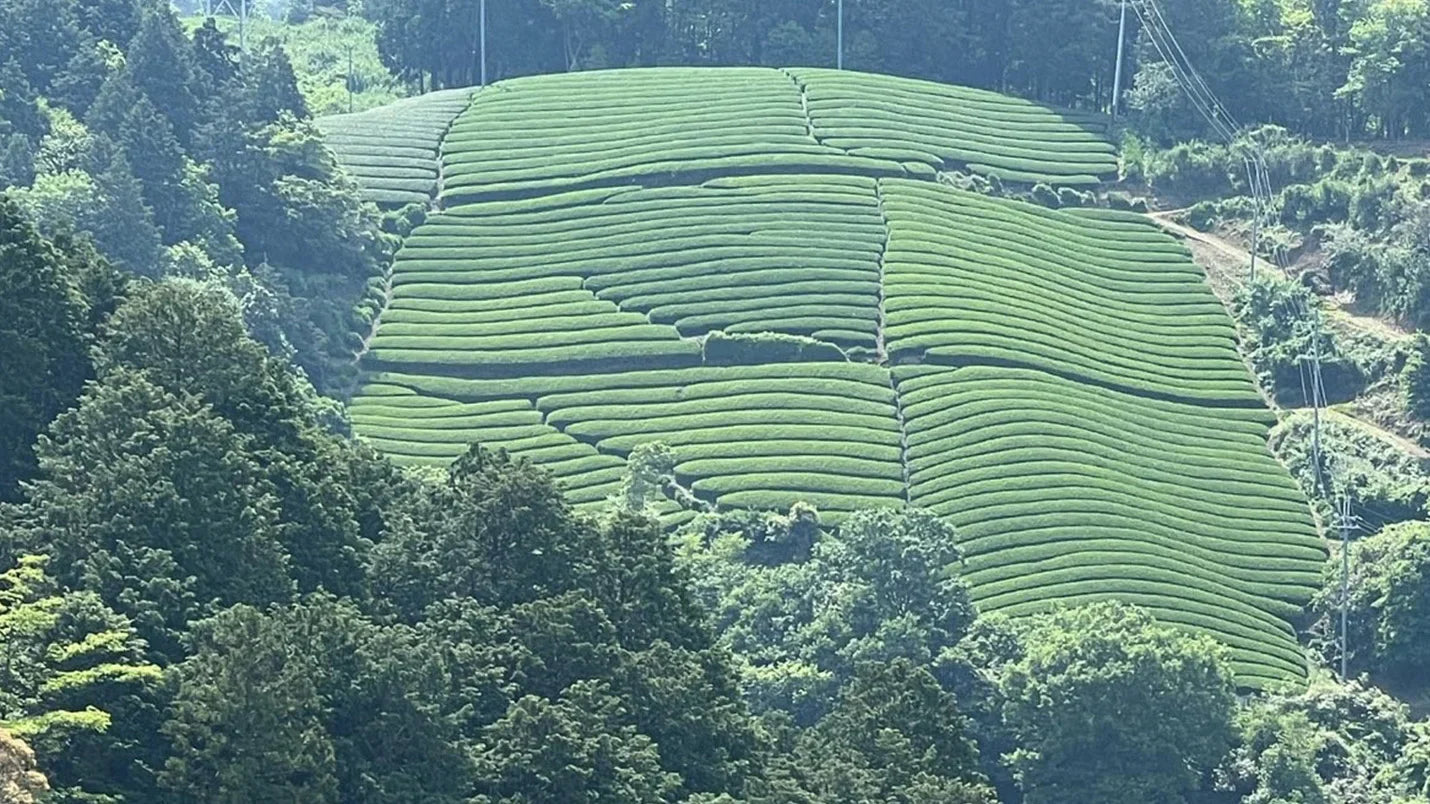 Tea Fit For Samurai: Miyazaki Prefecture
