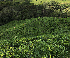 Green coffee plantation with trees in the background